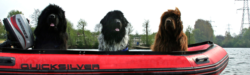 Canis Major Newfoundlands